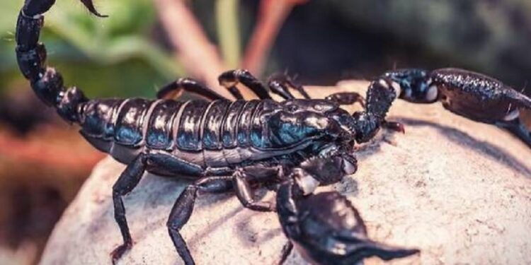 உங்களை தேள் கொட்டினால் முதலில் செய்ய வேண்டியது இதுதான்!