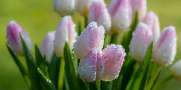 கனடாவில் பனி பொழிவு தொடர்பில் எச்சரிக்கை!