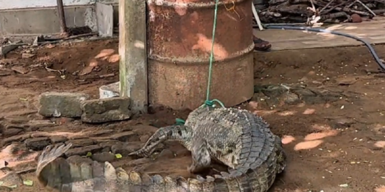 திருகோணமலையில் அழையா விருந்தளியால் பதற்றம்!