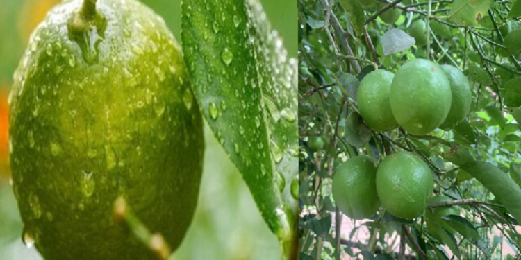 வருடக்கணக்கில் காய்க்காத எலுமிச்சை செடி காய்க்க