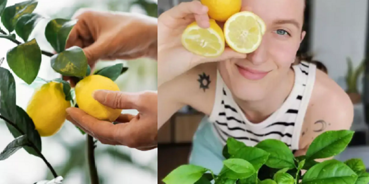 காய்க்காத எலுமிச்சை செடியை காய்க்க வைக்க இதனை செய்து பாருங்கள்!