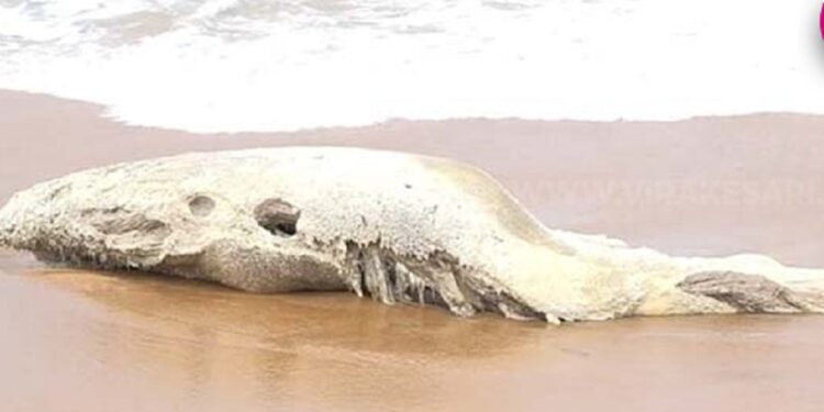 உயிரிழந்த நிலையில் கரையொதுங்கிய திமிங்கிலம்!