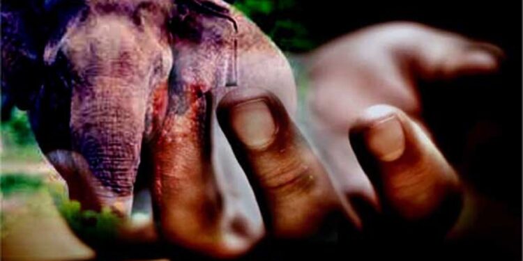 காட்டு யானை தாக்கியதில் பொலிஸ் அதிகாரி பலி!