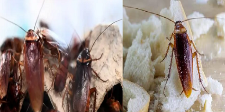 உங்க வீட்டில் கரப்பான் தொல்லை இருக்க இந்த முறையில் இலகுவாக விரட்டலாம்!