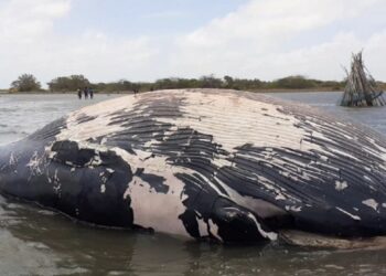 யாழில் இறந்த நிலையில் கரையொதுங்கிய திமிங்கிலம்!