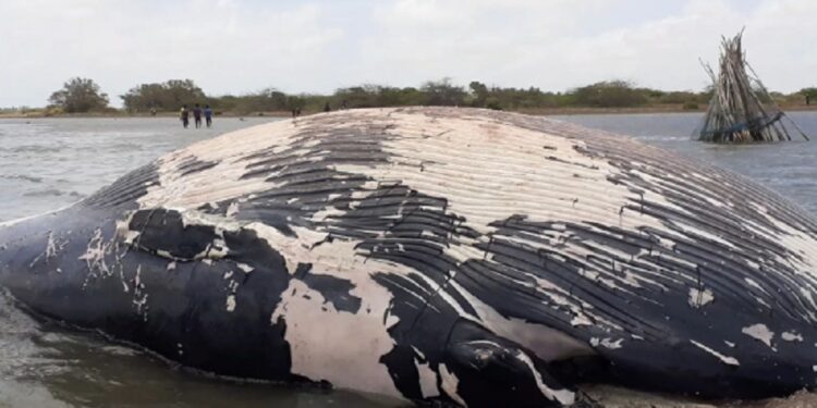 யாழில் இறந்த நிலையில் கரையொதுங்கிய திமிங்கிலம்!