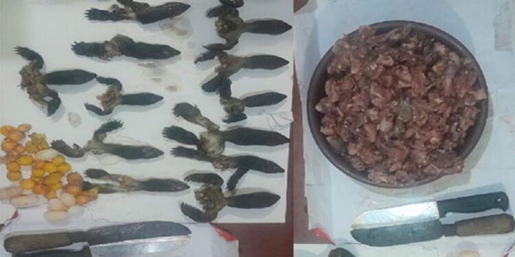 அரிய வகை ஆமையை சமைத்த பெண்கள்!