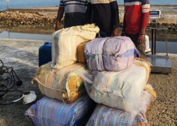 யாழில் பறிமுதல் செய்யப்பட்ட பெரும் தொகை கஞ்சா