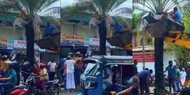 காத்தான்குடி பிரதான வீதியில் காய்த்துக் குலுங்கும் பேரிச்சம் பழங்கள்