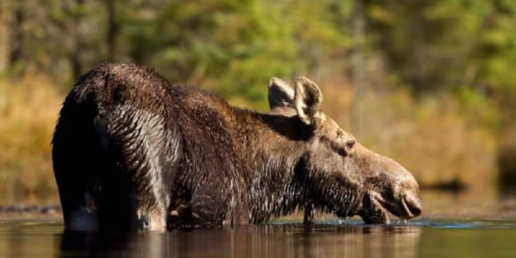 கனடாவில் மானை கொன்றவருக்கு அபராதம்!
