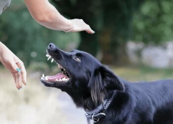 நாய் கடித்தற்கு நஷ்ட ஈடு வழங்கிய உரிமையாளர்!