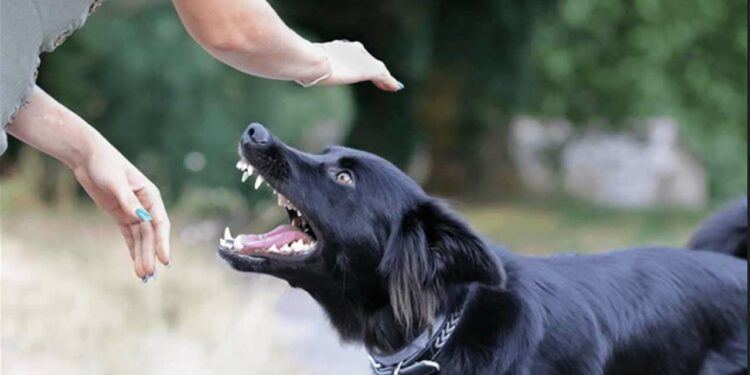 நாய் கடித்தற்கு நஷ்ட ஈடு வழங்கிய உரிமையாளர்!