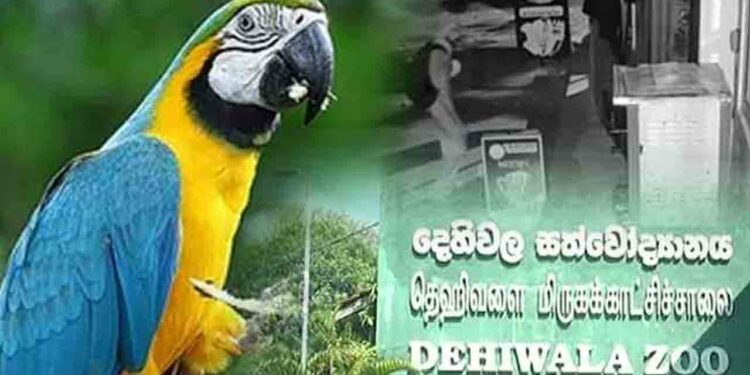 தெஹிவளை மிருகக்காட்சி சாலையில் மற்றுமோர் கிளி மாயம்!