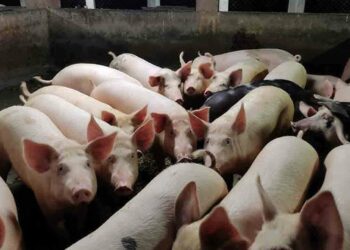 பன்றி வளர்ப்பு கைத்தொழிலை மேம்படுத்த நடவடிக்கை!