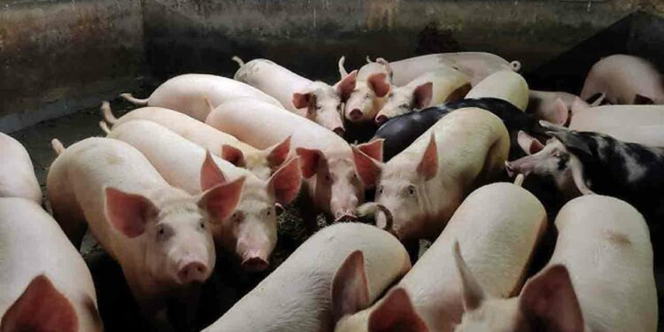 பன்றி வளர்ப்பு கைத்தொழிலை மேம்படுத்த நடவடிக்கை!