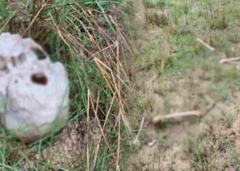 யாழில் இராணுவ முகாமிற்கு அருகில் மீட்க்கப்பட்ட எலும்புக் கூடுகள்!