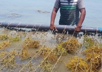 சீன பிளாஸ்டிக் கழிவுகளால் மாசடையும் வடக்கு கடற்கரை!