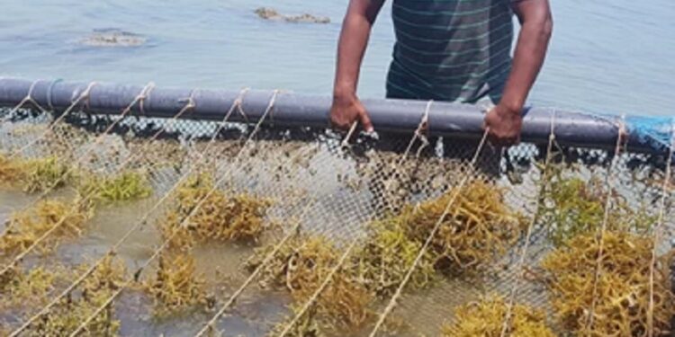 சீன பிளாஸ்டிக் கழிவுகளால் மாசடையும் வடக்கு கடற்கரை!