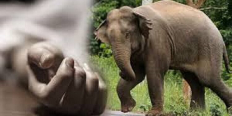 காட்டு யானை தாக்கியதில் அதிகாரி பலி!