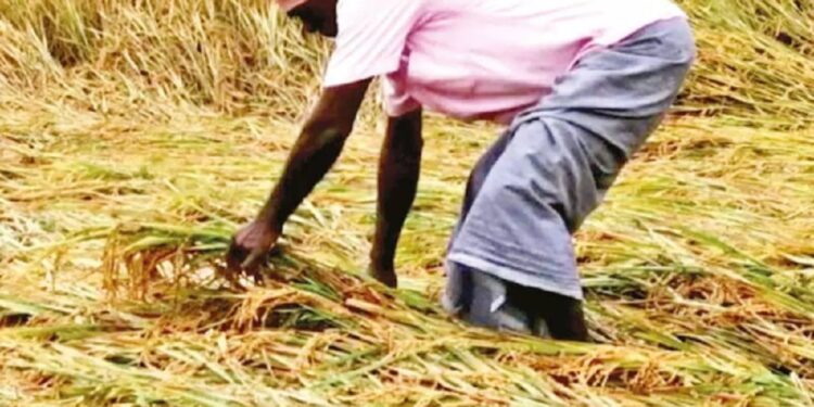 விவசாயிகளுக்கு மகிழ்ச்சியான செய்தி இழப்பீடு வழங்க நடவடிக்கை!