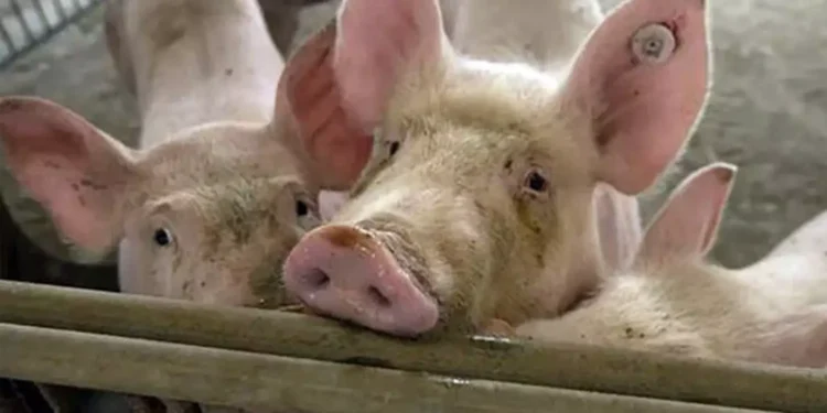 ஆபிரிக்க பன்றிக்காய்ச்சல் பரவல்!