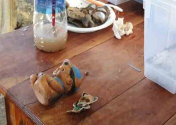 ஏழாவது நாளாக தொடரும் யாழ் செம்மணி மனித புதைகுழி அகழ்வு!