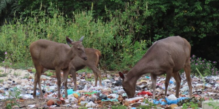 உகந்தை முருகன் கோயில் வளாகத்தில் தேங்கியுள்ள குப்பைகளால் பாதிக்கப்படும் மரைகள்!