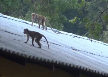 அதிகரித்த குரங்கு தொல்லையால் அவதியுறும் மக்கள்!