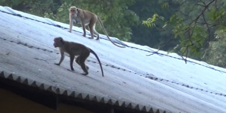 அதிகரித்த குரங்கு தொல்லையால் அவதியுறும் மக்கள்!