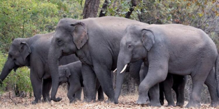 யானைகளின் கணக்கெடுப்பு நடத்தப்பட வேண்டும்
