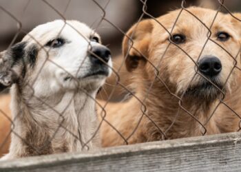 யாழ் சாவகச்சேரியில் நாய்கள் காப்பகம் தொடர்பில் நிறைவேற்றப்பட்ட பிரேரணை!