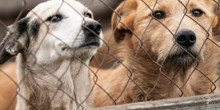 யாழ் சாவகச்சேரியில் நாய்கள் காப்பகம் தொடர்பில் நிறைவேற்றப்பட்ட பிரேரணை!