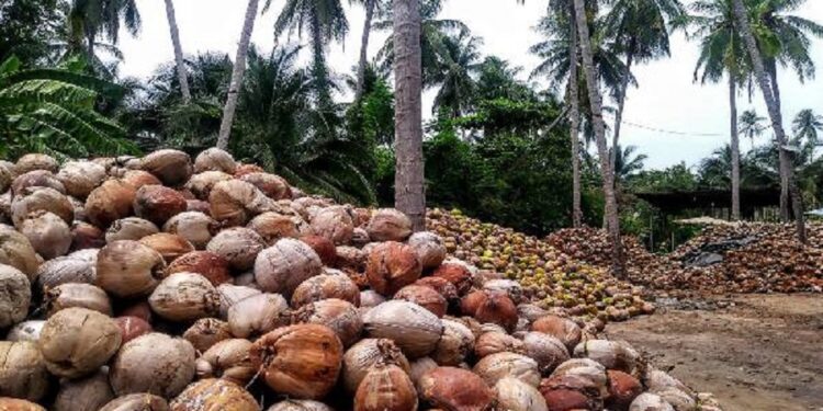 இலங்கை தெங்கு ஏற்றுமதி துறைக்கு  அமெரிக்காவால் கடும் பாதிப்பு!
