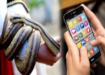 பாம்புகளுக்கு முடிவுக்கட்ட அறிமுகமாகும் புதிய செயலி..