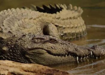 யாழில் உயிருடன் மீட்க்கப்பட்ட முதலை!