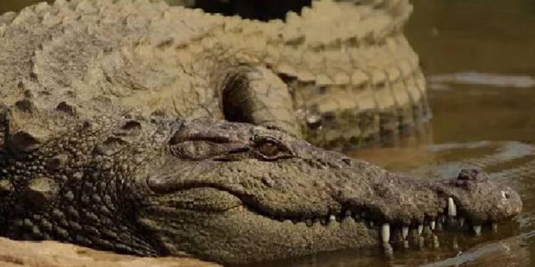 யாழில் உயிருடன் மீட்க்கப்பட்ட முதலை!