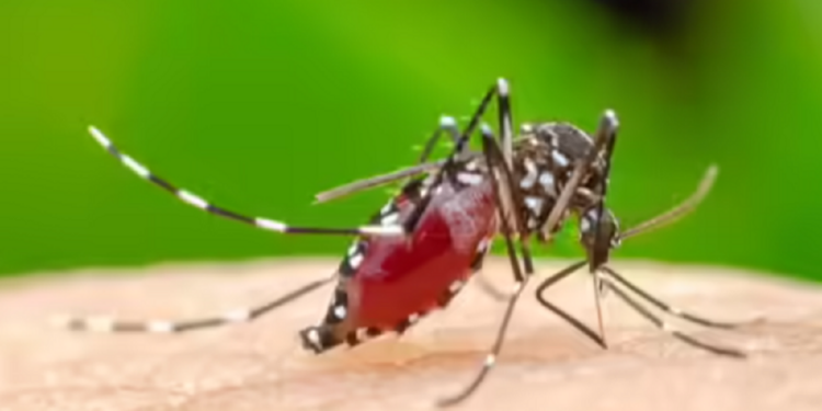 சிக்குன்குனியா தொடர்பில் எச்சரிக்கை!