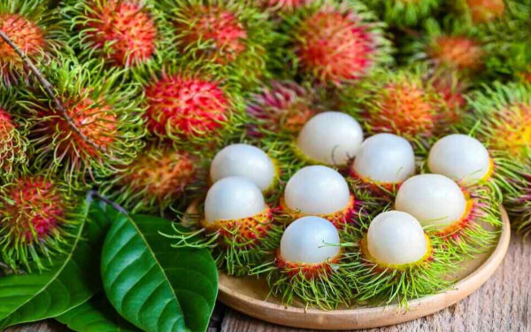 ரம்புட்டானால் நாட்டில் அதிகரிக்கும் விபத்துக்கள்!