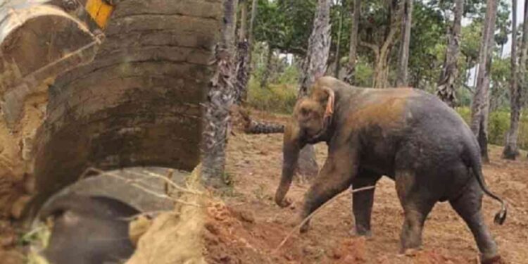 கிணற்றில் விழுந்த இரு யானைகள் பலி!