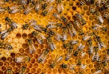 தமிழர் பகுதியில் தேன் எடுக்க சென்ற குடும்பஸ்தருக்கு நிகழ்ந்த சோகம்!