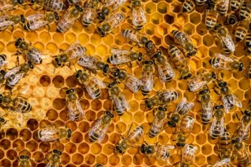 தமிழர் பகுதியில் தேன் எடுக்க சென்ற குடும்பஸ்தருக்கு நிகழ்ந்த சோகம்!