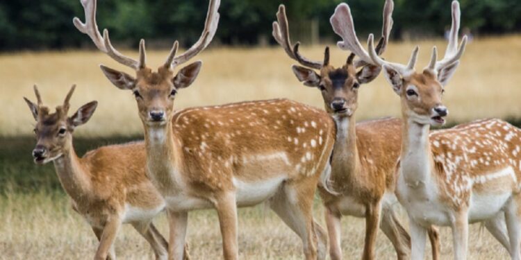 மான் வேட்டையில் ஈடுபட்டவர்களுக்கு விளக்கமறியல்!