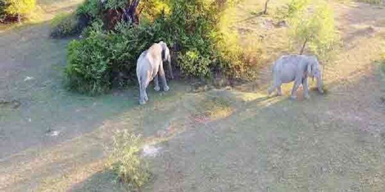 இலங்கையில் நடமாடி திரியும் வெள்ளை யானைகள்!