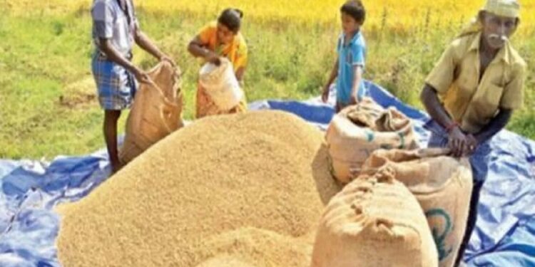 சிறுபோக நெல் அறுவடை தொடர்பில் வெளியான அறிவிப்பு!