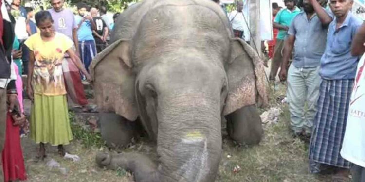 ரயிலில் மோதிய காட்டு யானை!