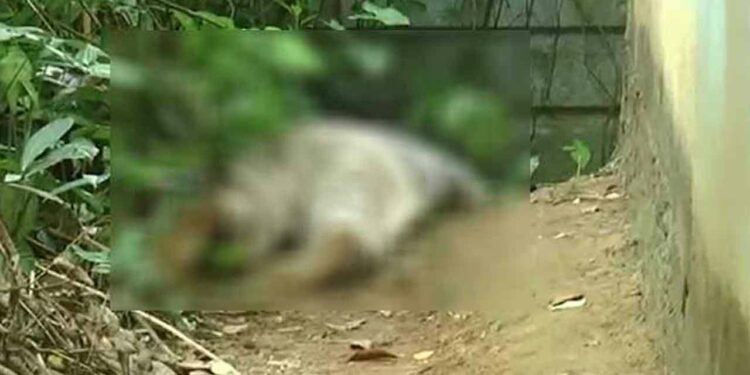 அடையாளம் தெரியாத நபரின் சடலம் மீட்பு!