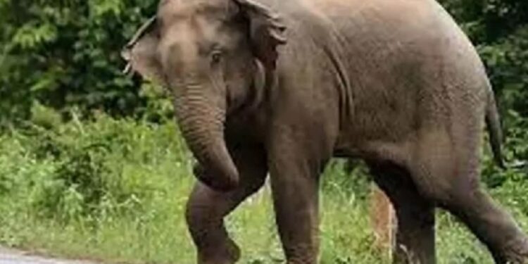 காட்டு யானை தாக்கியதில் சிவில் அதிகாரி பலி!