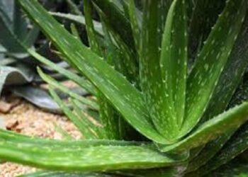 செல்வத்தை அள்ளித்தரும் கற்றாழை செடி