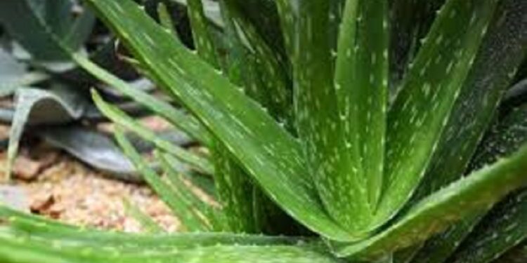 செல்வத்தை அள்ளித்தரும் கற்றாழை செடி