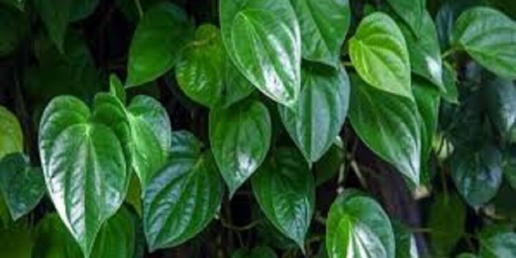 சடுதியாக அதிகரித்த வெற்றிலையின் விலை!